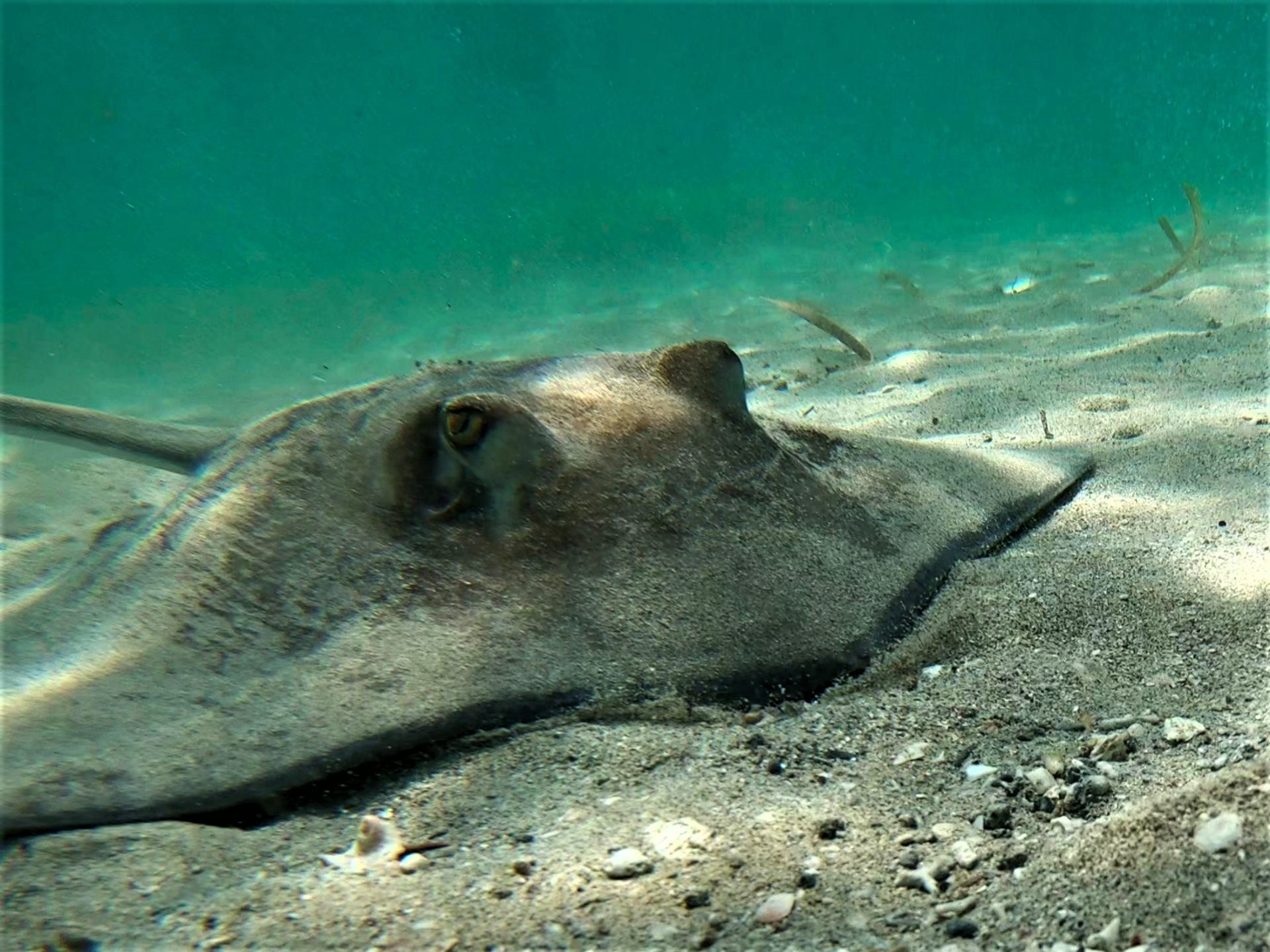 La mirada de la mantarraya – La voz vegabajeña